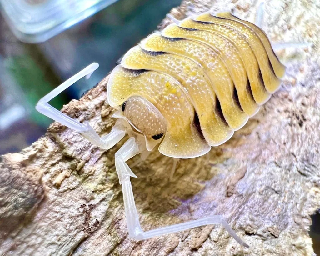 Skeleton isopods
